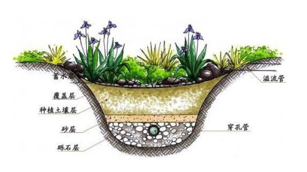 雨水花園設計概念圖